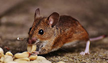 24 Hour & Emergency Exterminators in Caddoa, CO